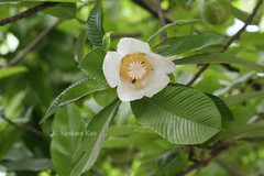 Dillenia indica